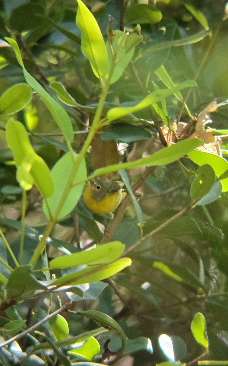 Nashville Warbler - ML644674932