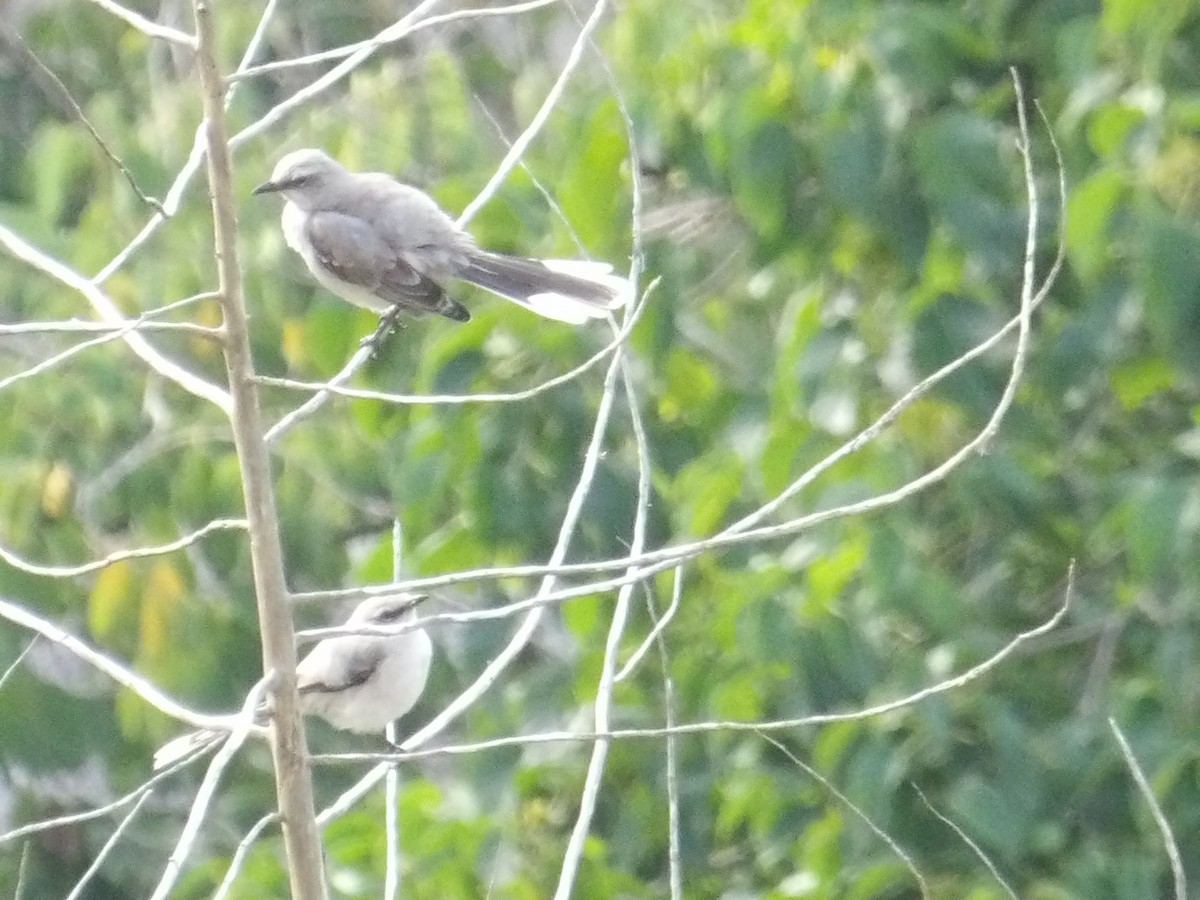 Tropikal Taklitçi [gilvus grubu] - ML644674933