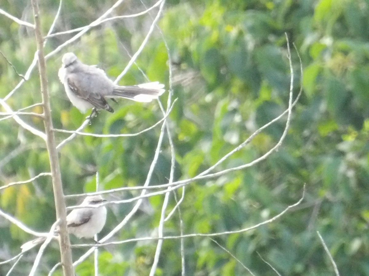 Tropikal Taklitçi [gilvus grubu] - ML644674935