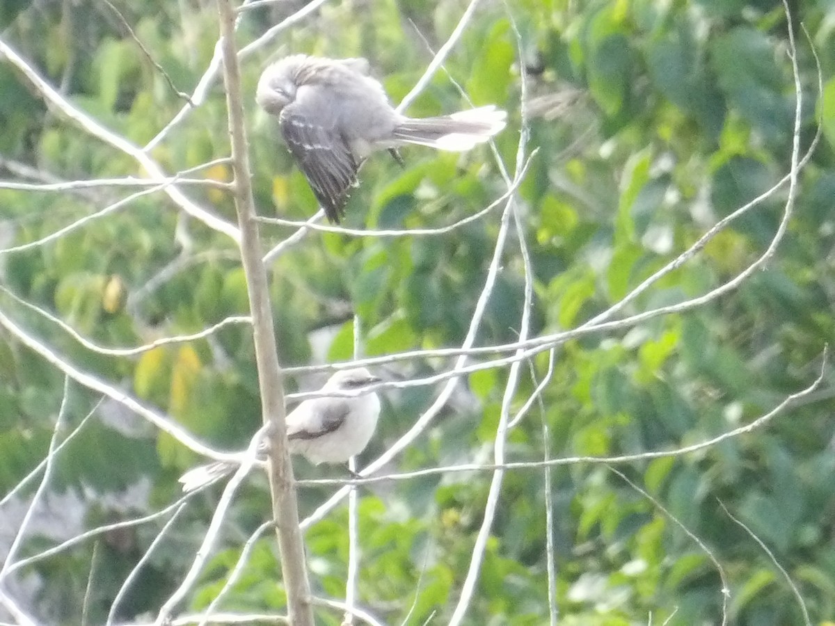 Tropikal Taklitçi [gilvus grubu] - ML644674938