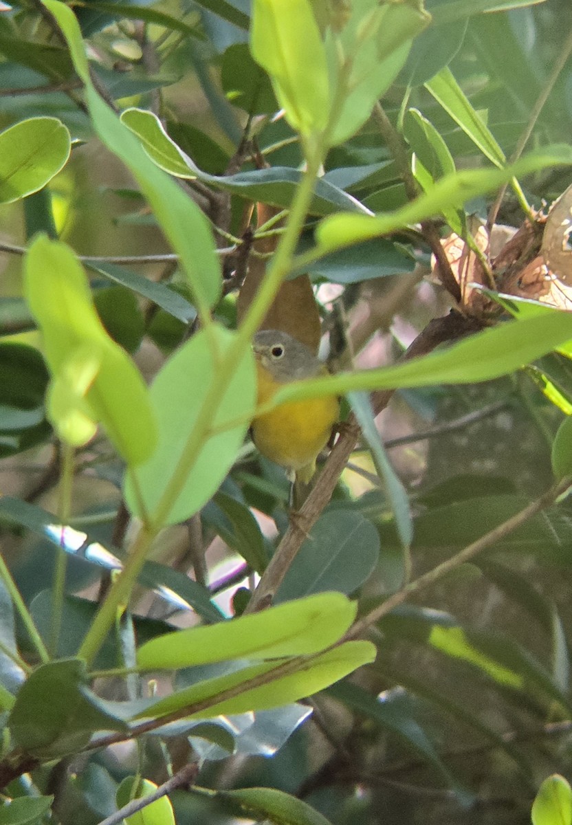 Nashville Warbler - ML644674941