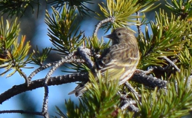 Pine Siskin - ML644674942