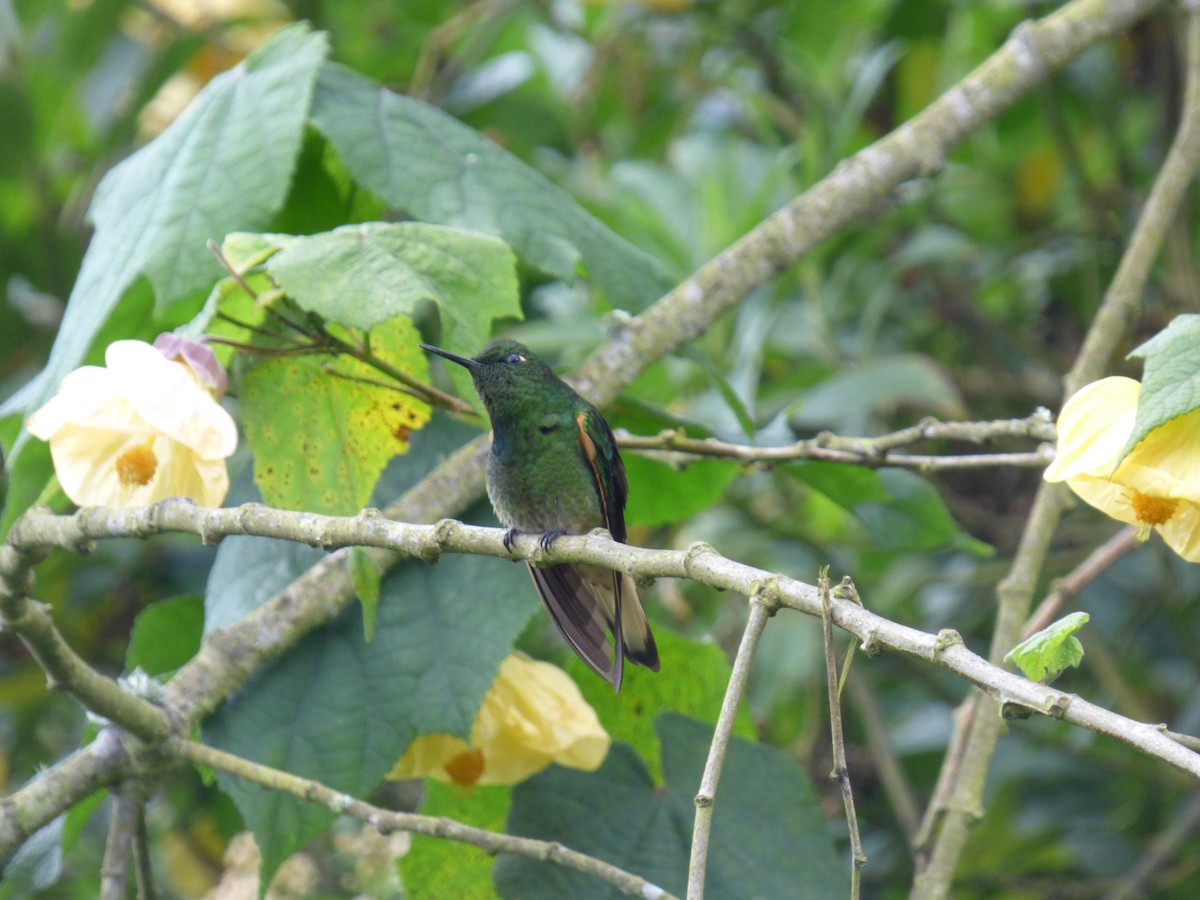 Buff-tailed Coronet - ML644674956