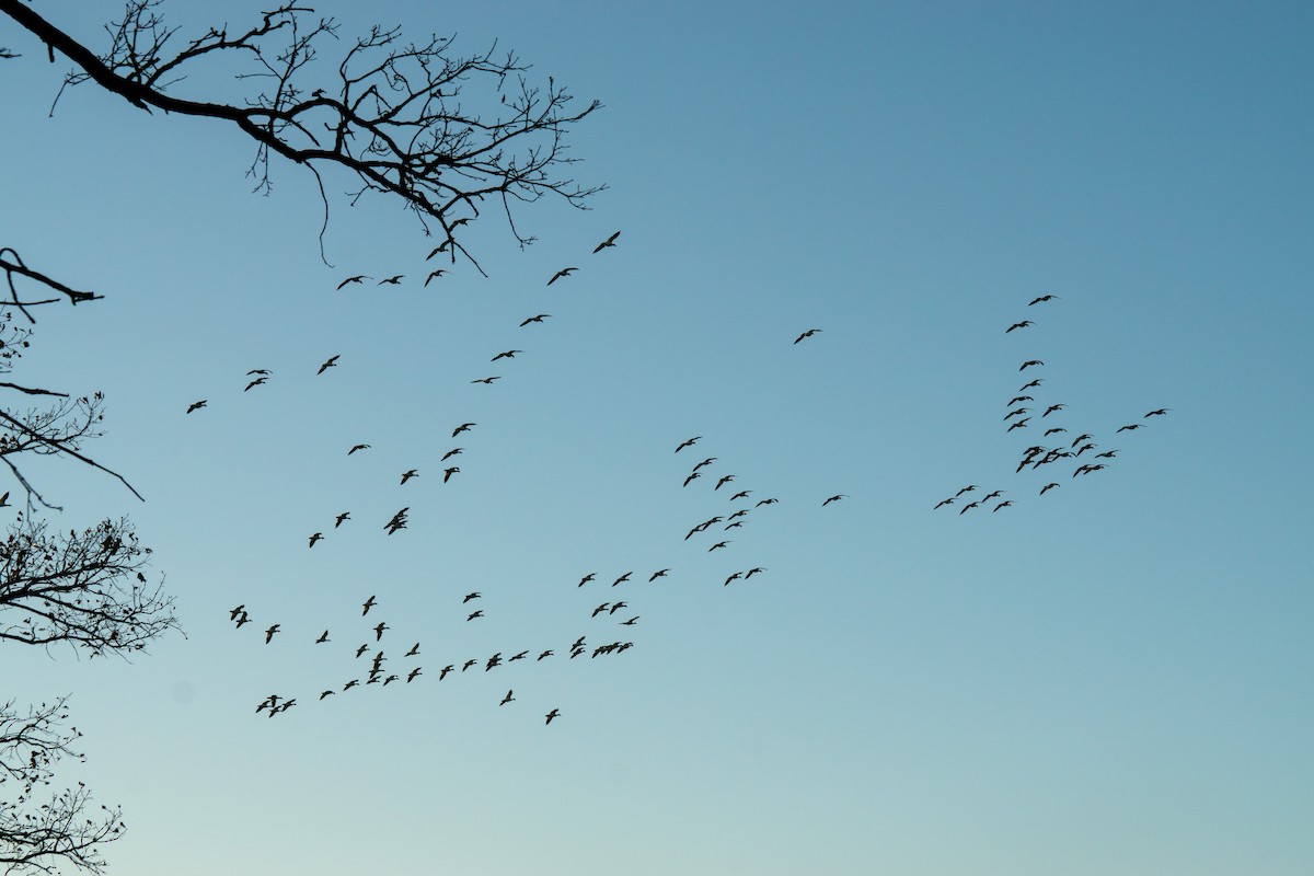 Canada Goose - ML644674962