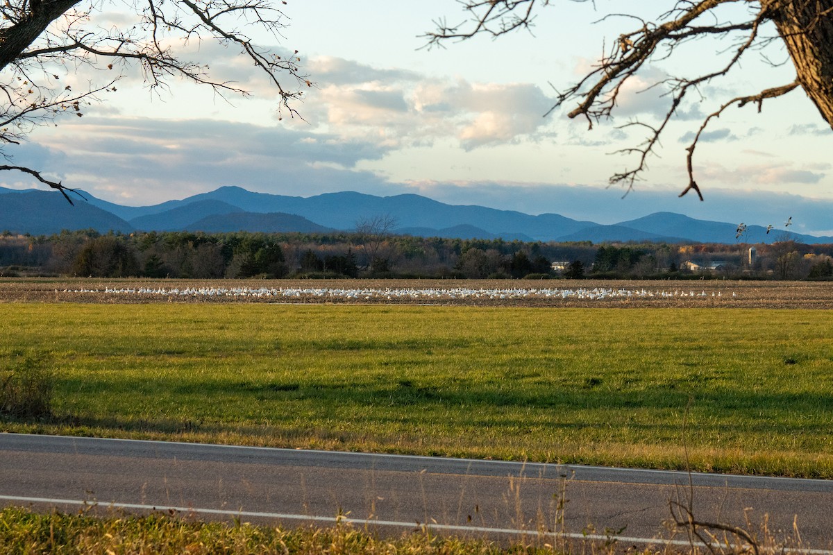 Snow Goose - ML644674963