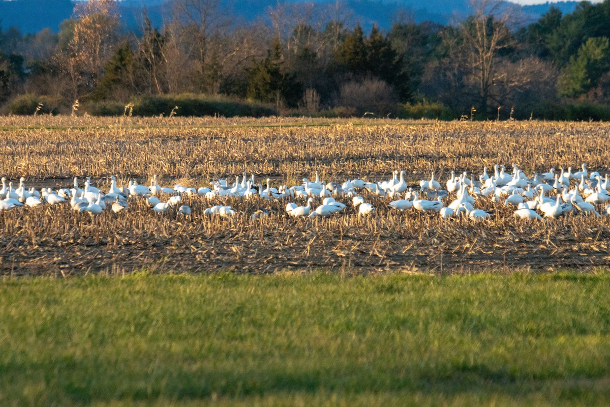 Snow Goose - ML644674969