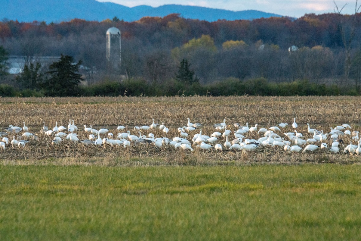 husa sněžní - ML644674978