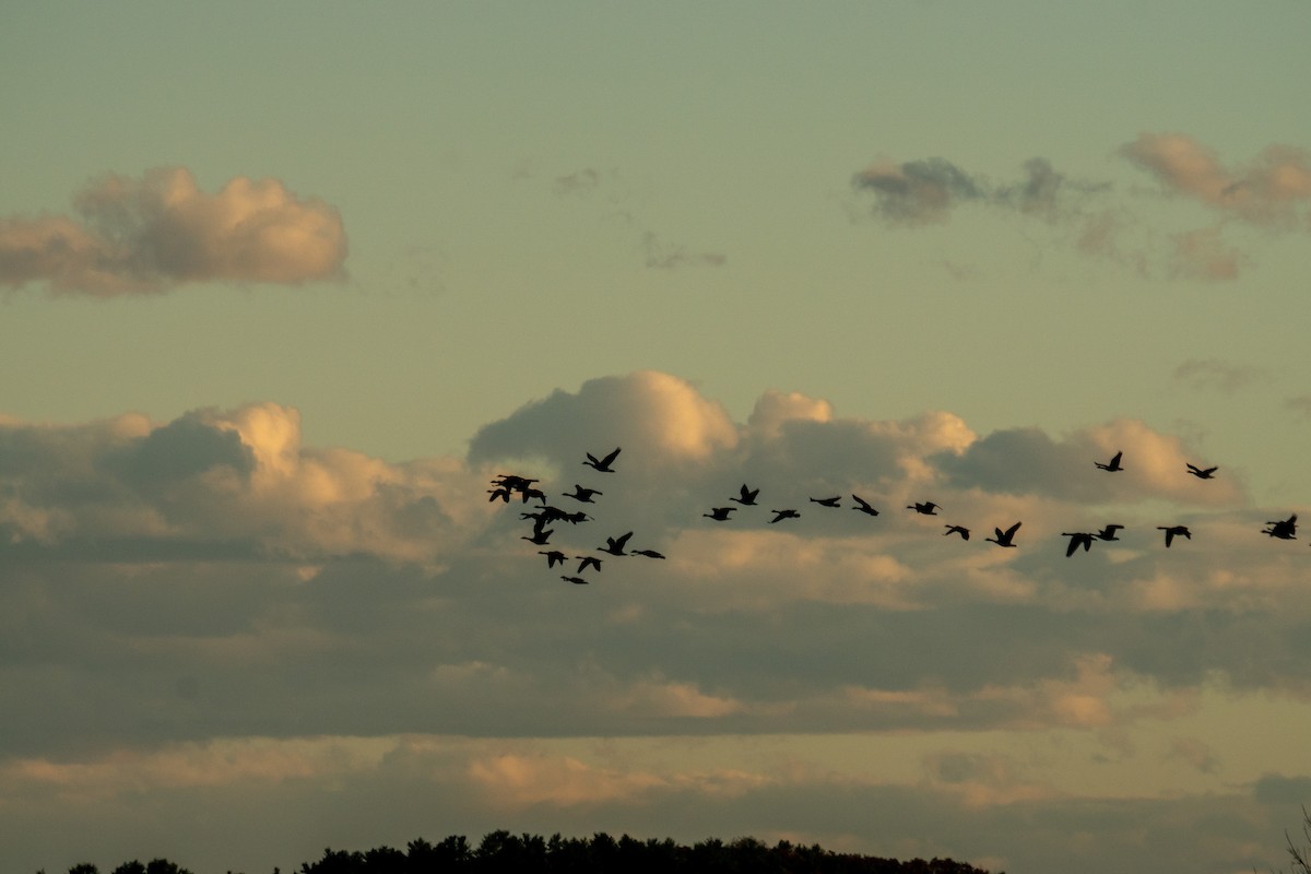 Canada Goose - ML644674981