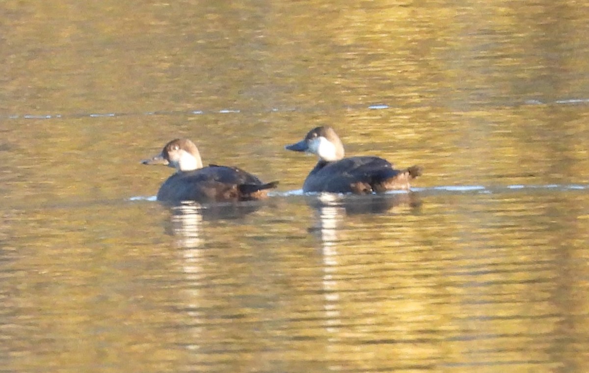 Black Scoter - ML644674985