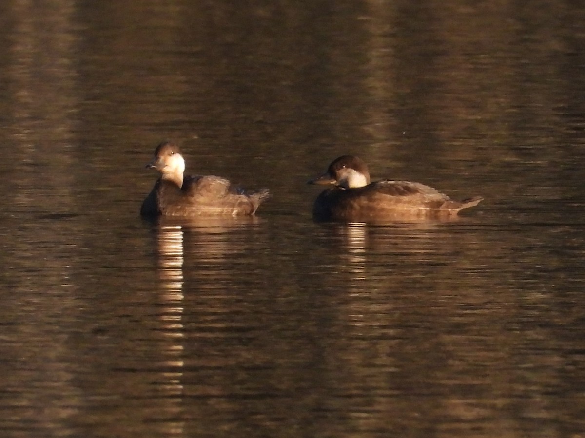 Black Scoter - ML644674986