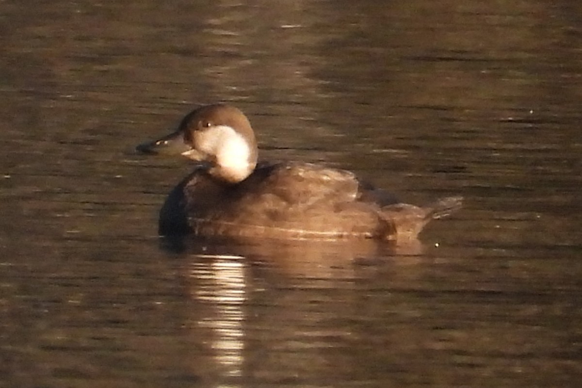 Black Scoter - ML644674987