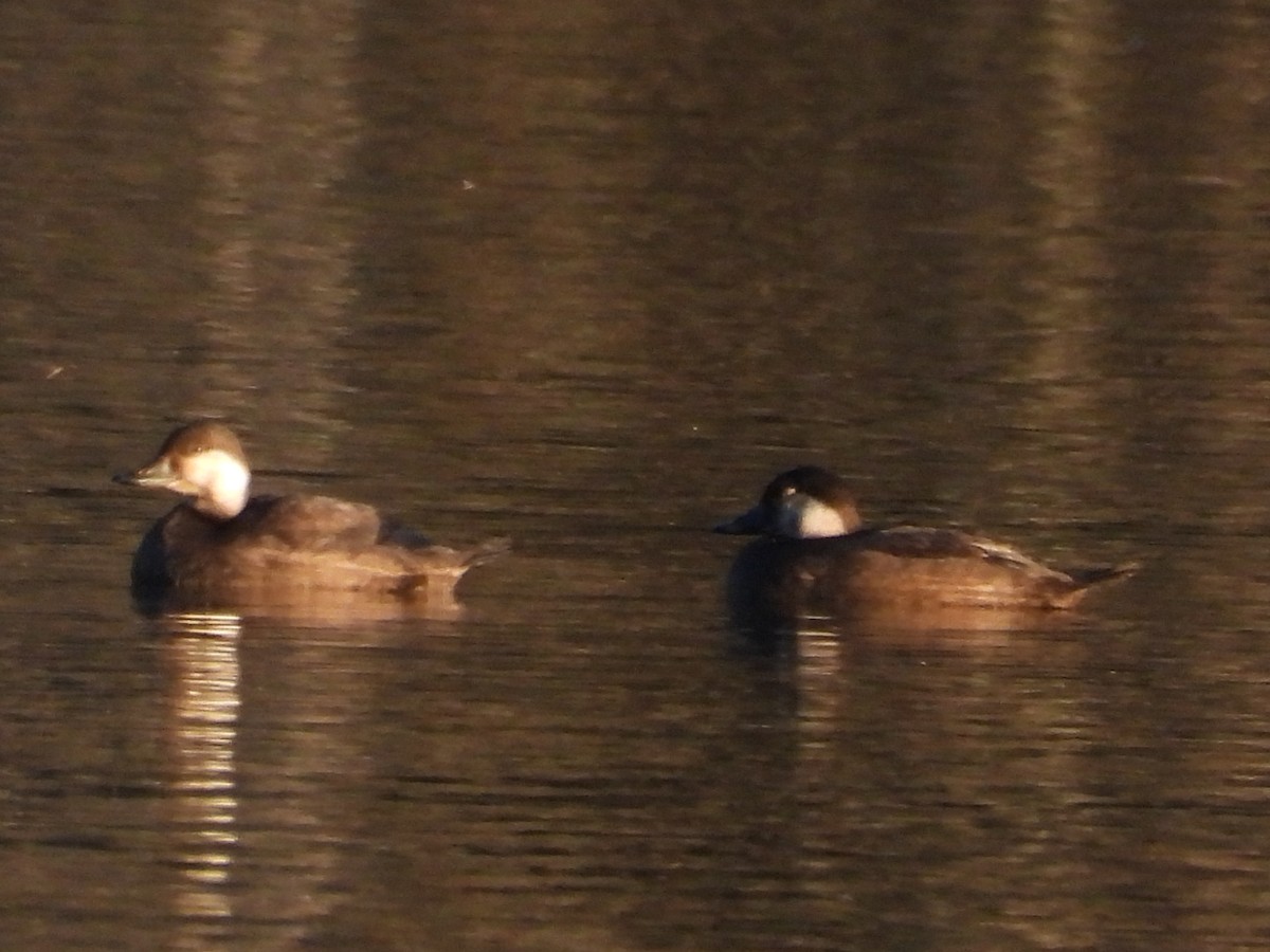 Black Scoter - ML644674989