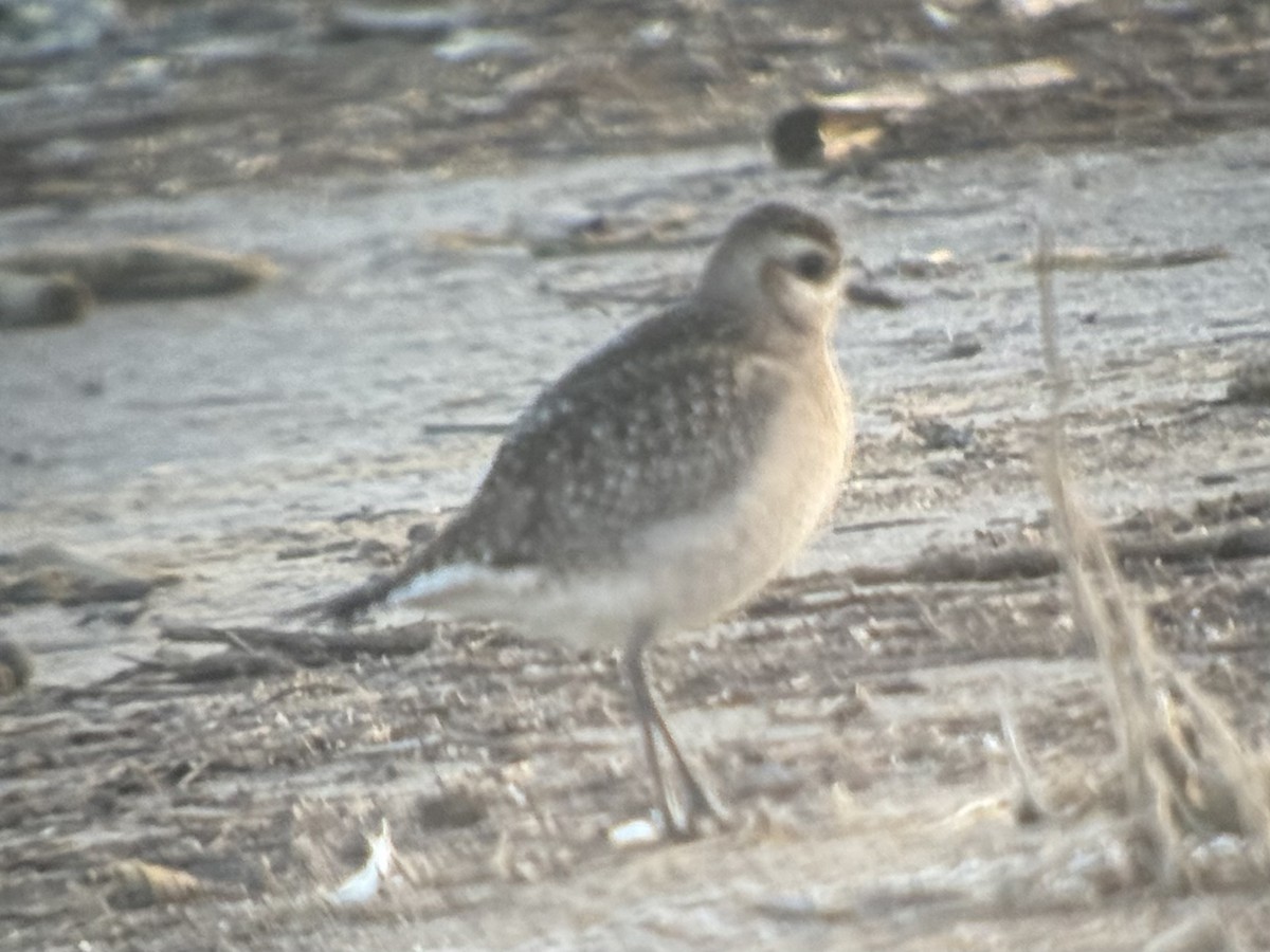 kulík hnědokřídlý - ML644674990