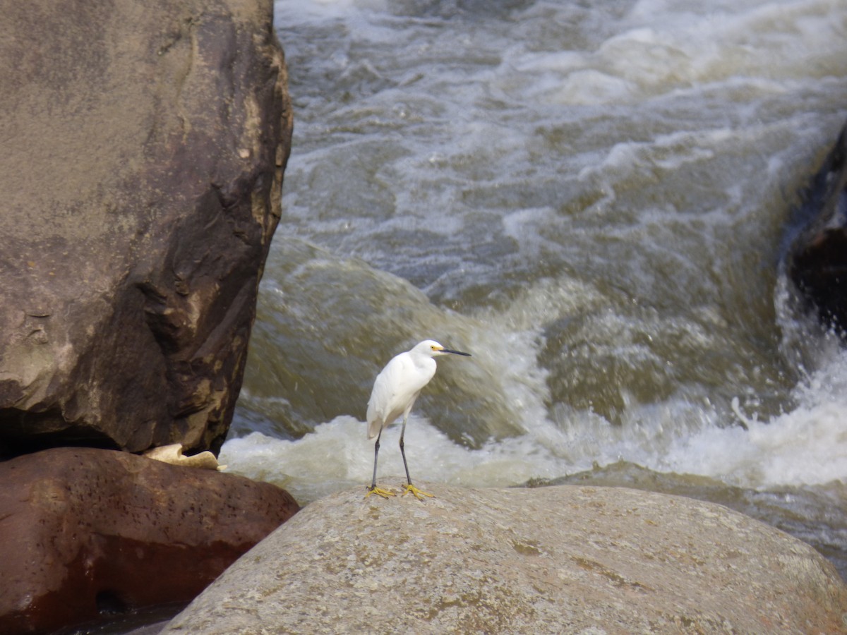 Snowy Egret - ML644674992