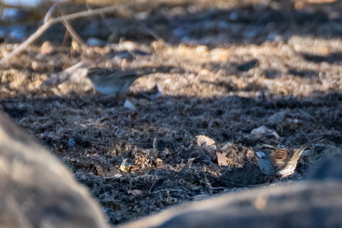 ノドジロシトド - ML644674999