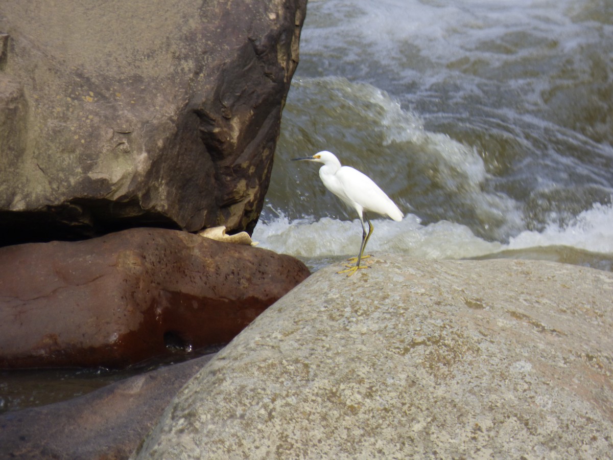 Snowy Egret - ML644675006
