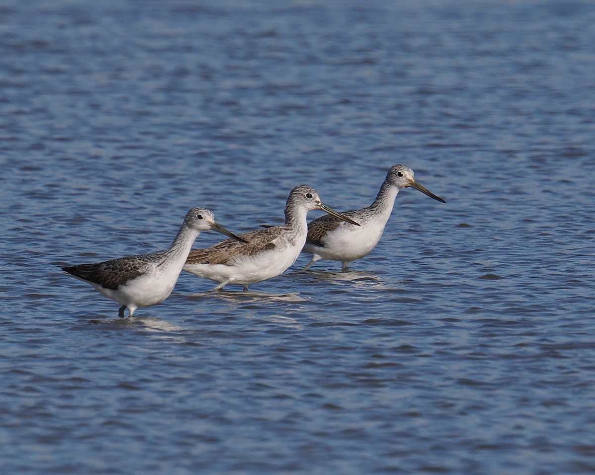Common Greenshank - ML644675009