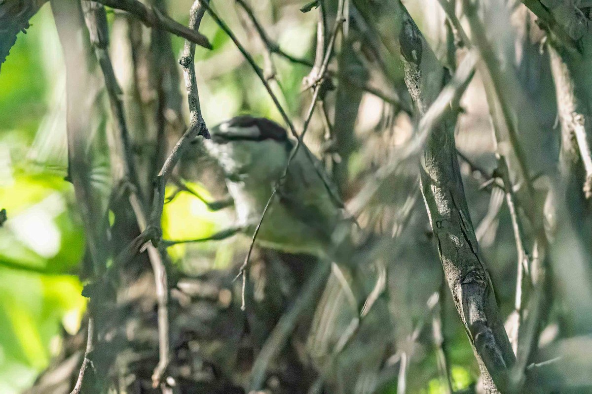 Mountain Chickadee - ML644675013