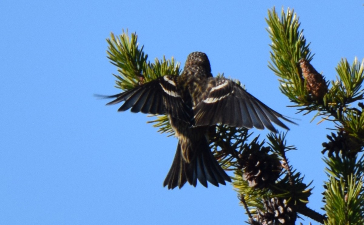 White-winged Crossbill - ML644675015