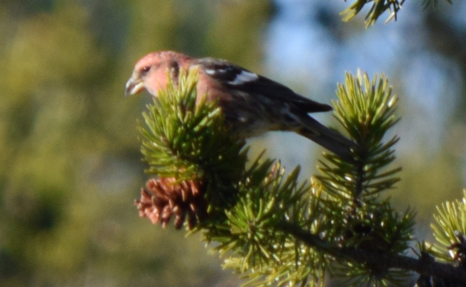 White-winged Crossbill - ML644675016