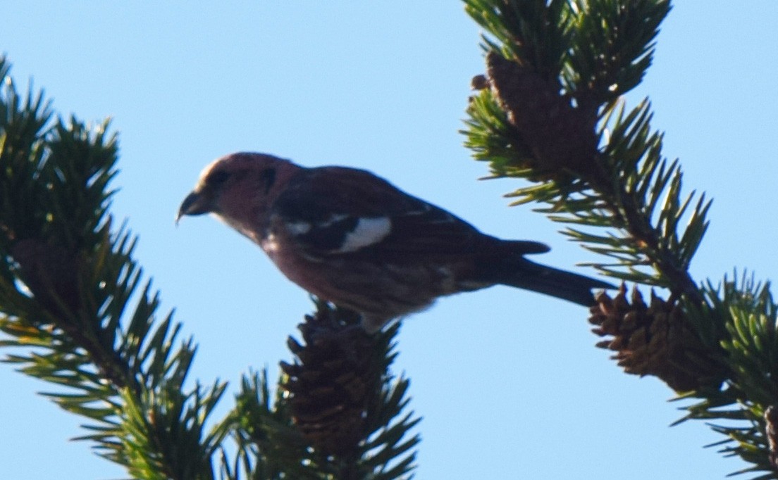 White-winged Crossbill - ML644675017