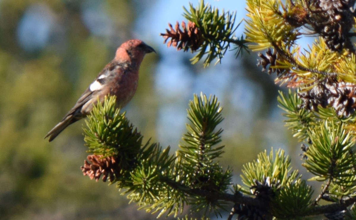 White-winged Crossbill - ML644675018