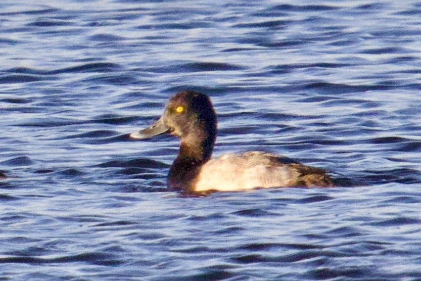 Чернь морська - ML644675019