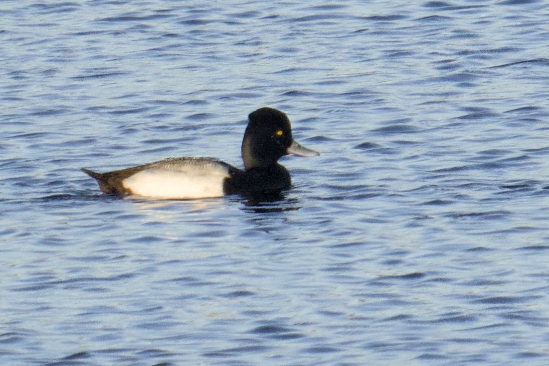 コスズガモ - ML644675028