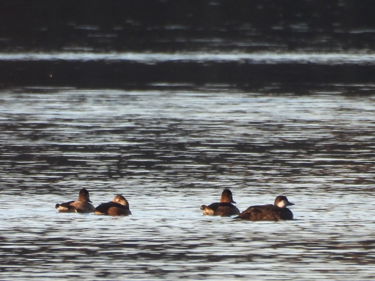 Black Scoter - ML644675029