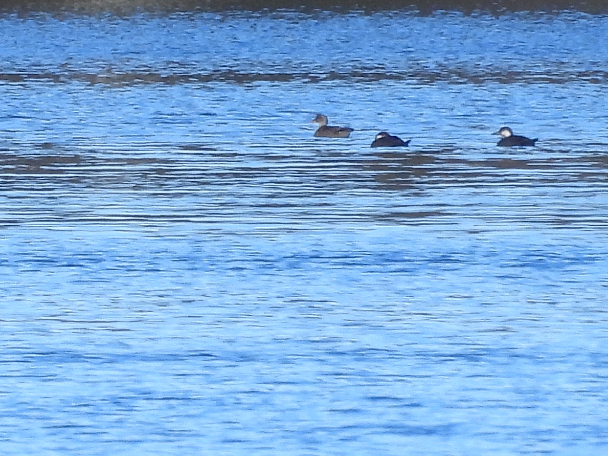 Black Scoter - ML644675060