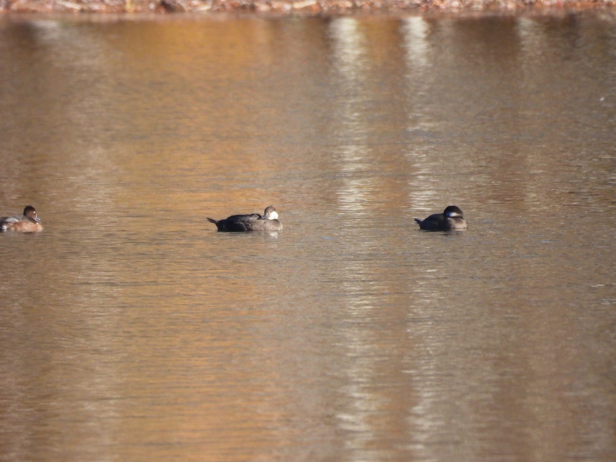 Black Scoter - ML644675061