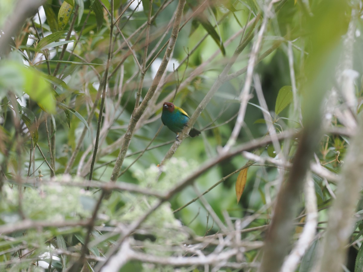 Calliste rouverdin - ML644675063