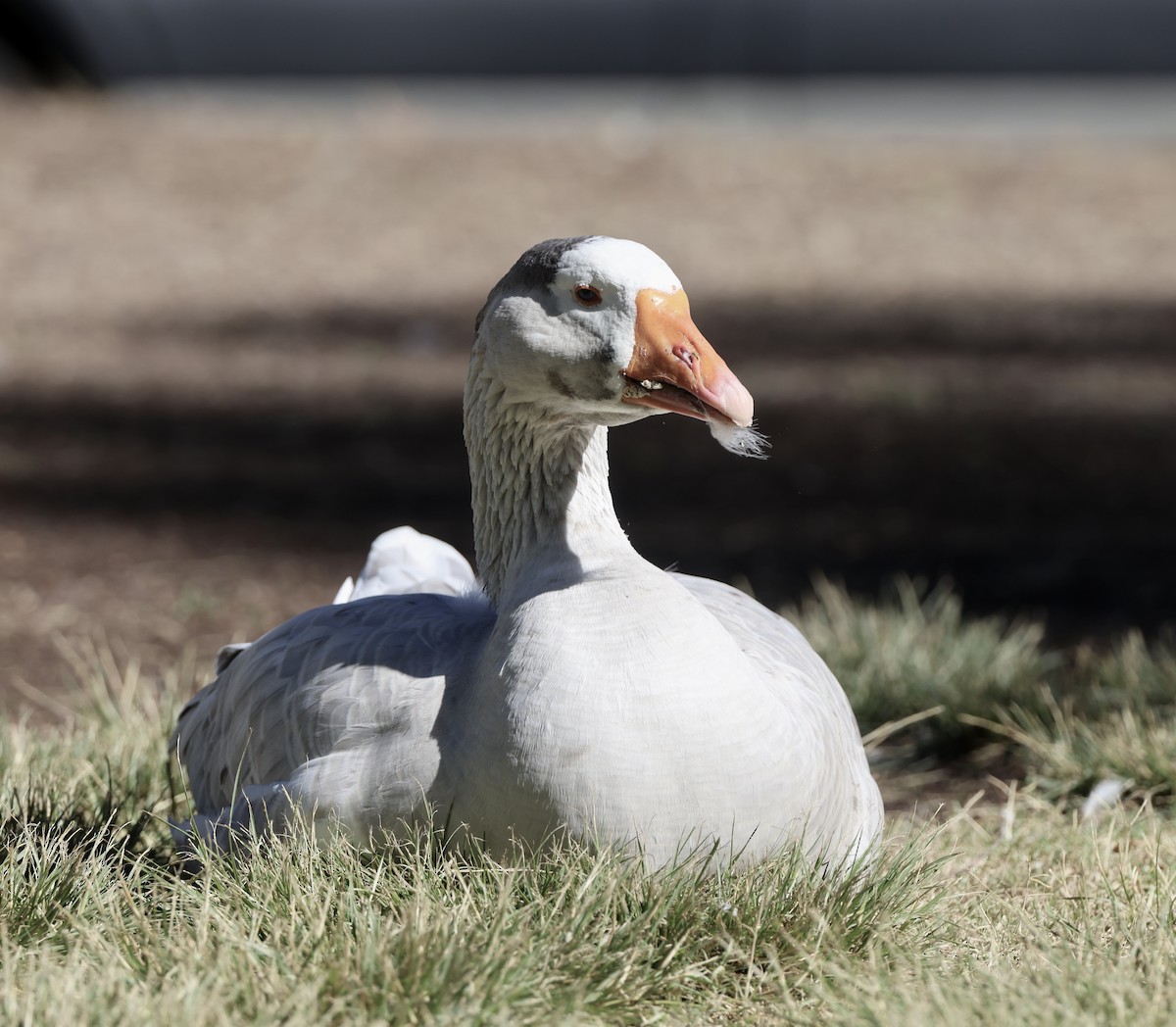 Graylag Goose (Domestic type) - ML644675073