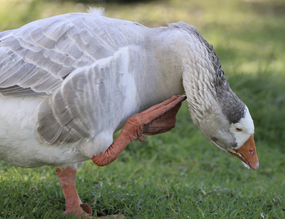 Graylag Goose (Domestic type) - ML644675074