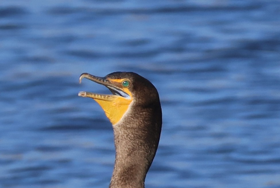 Double-crested Cormorant - ML644675080