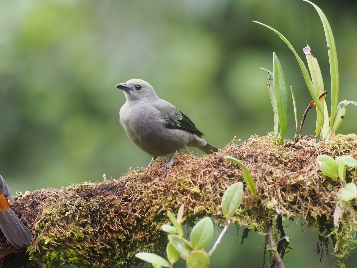 Palm Tanager - ML644675094