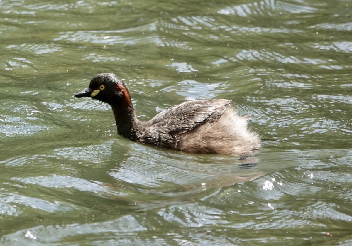 Australasian Grebe - ML644675099