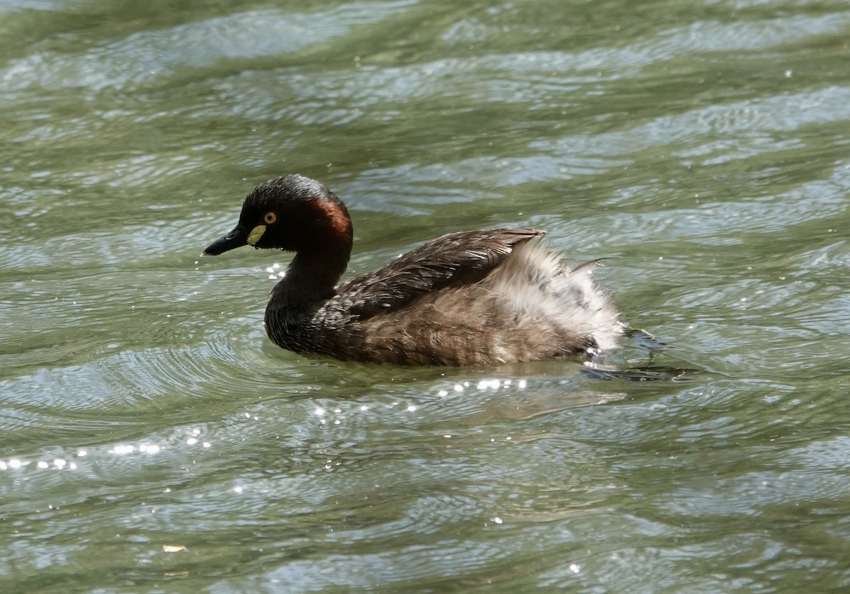 Australasian Grebe - ML644675100