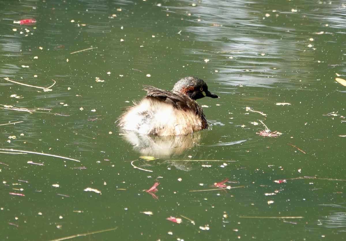 Australasian Grebe - ML644675101