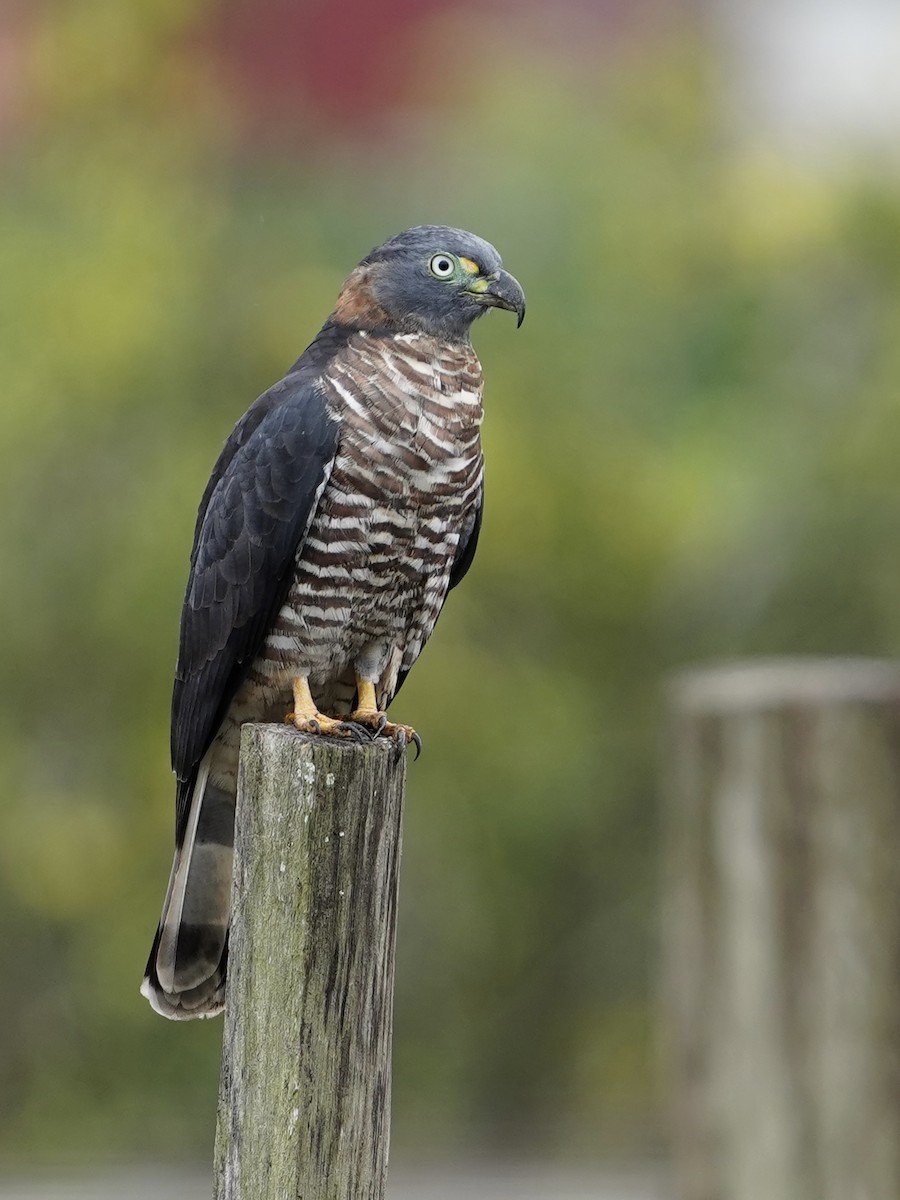 Hook-billed Kite - ML644675109