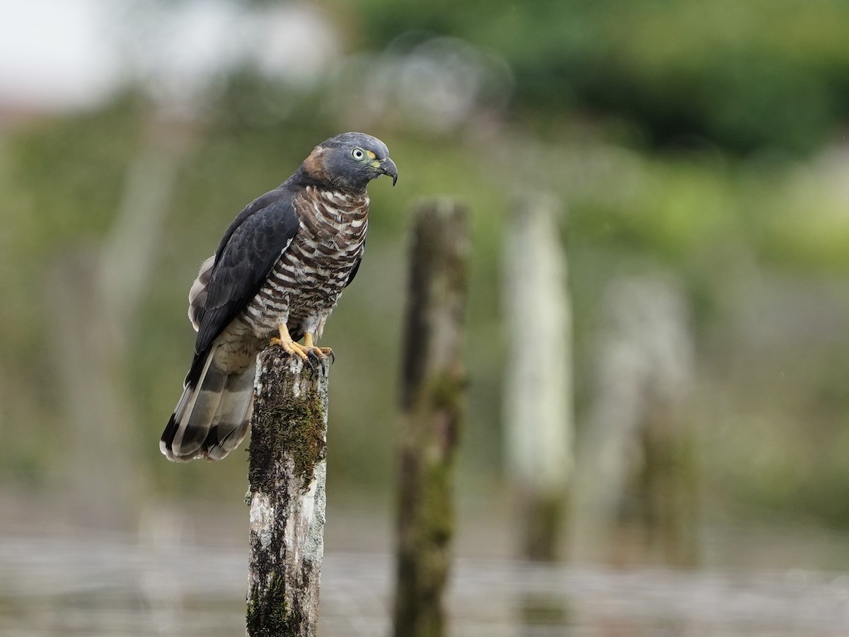 Hook-billed Kite - ML644675110