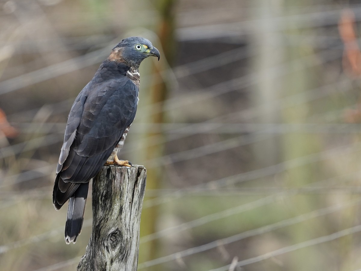 Hook-billed Kite - ML644675111
