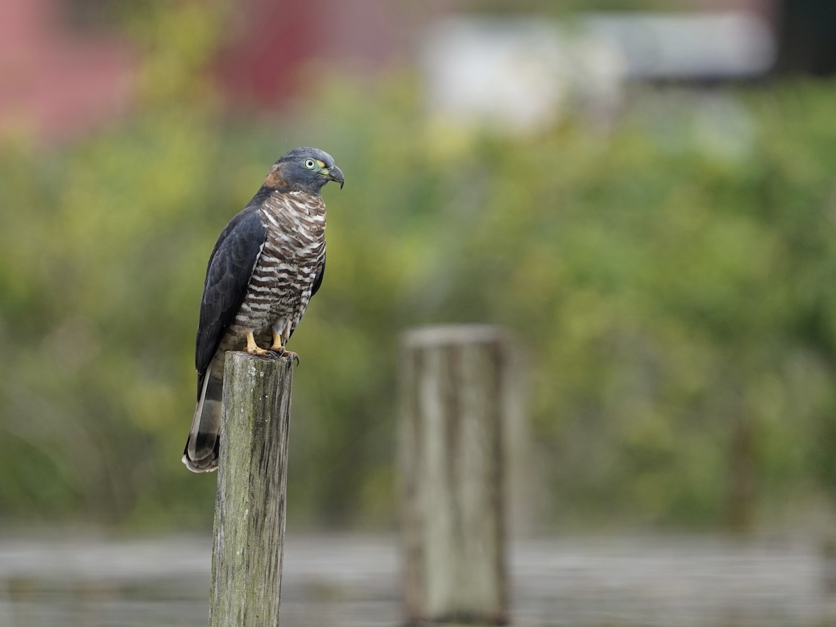 Hook-billed Kite - ML644675112