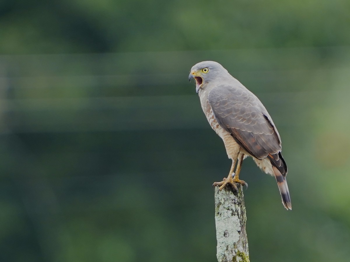 Roadside Hawk - ML644675116