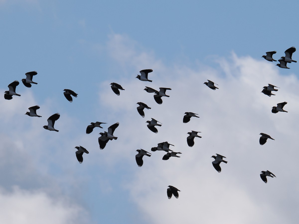 Northern Lapwing - ML644675121