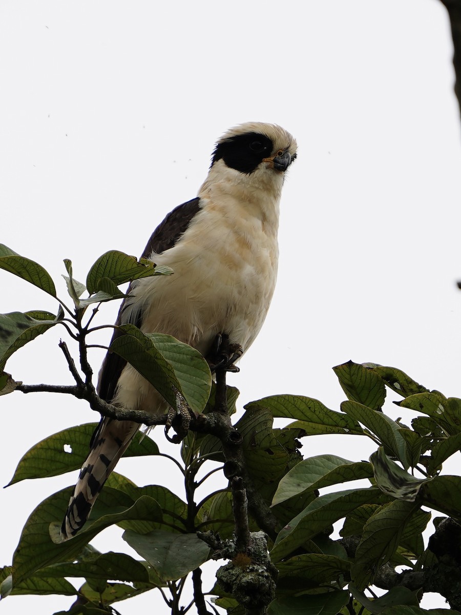 Laughing Falcon - ML644675126