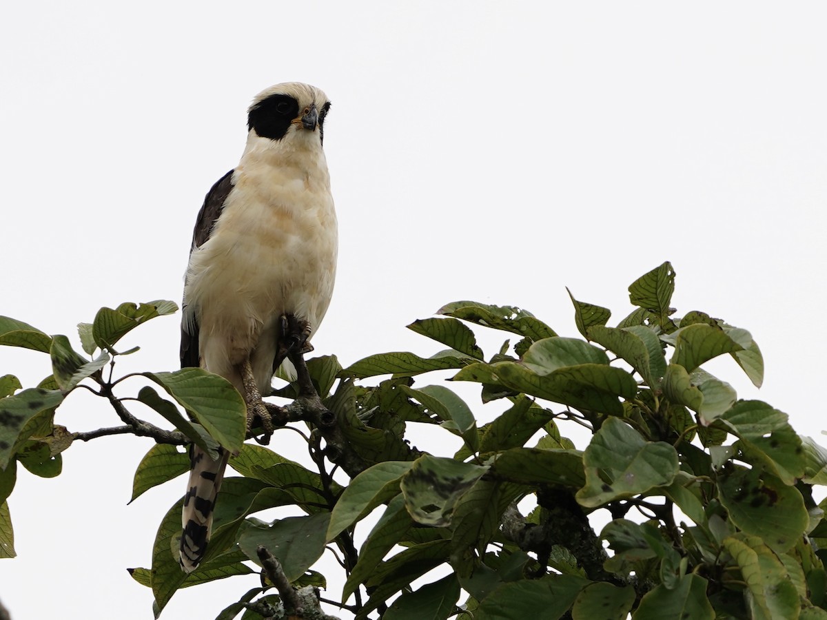 Laughing Falcon - ML644675127