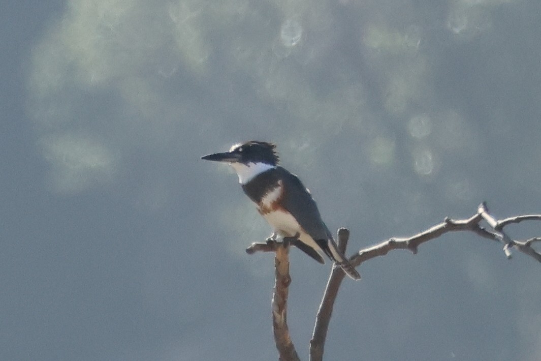 שלדג אמריקני - ML644675128