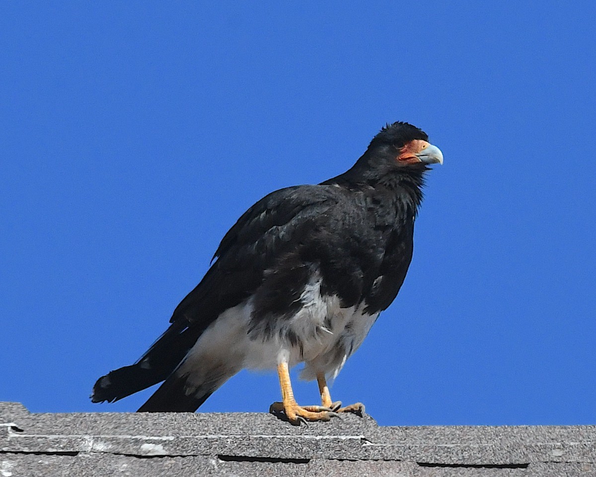 Mountain Caracara - ML644675130