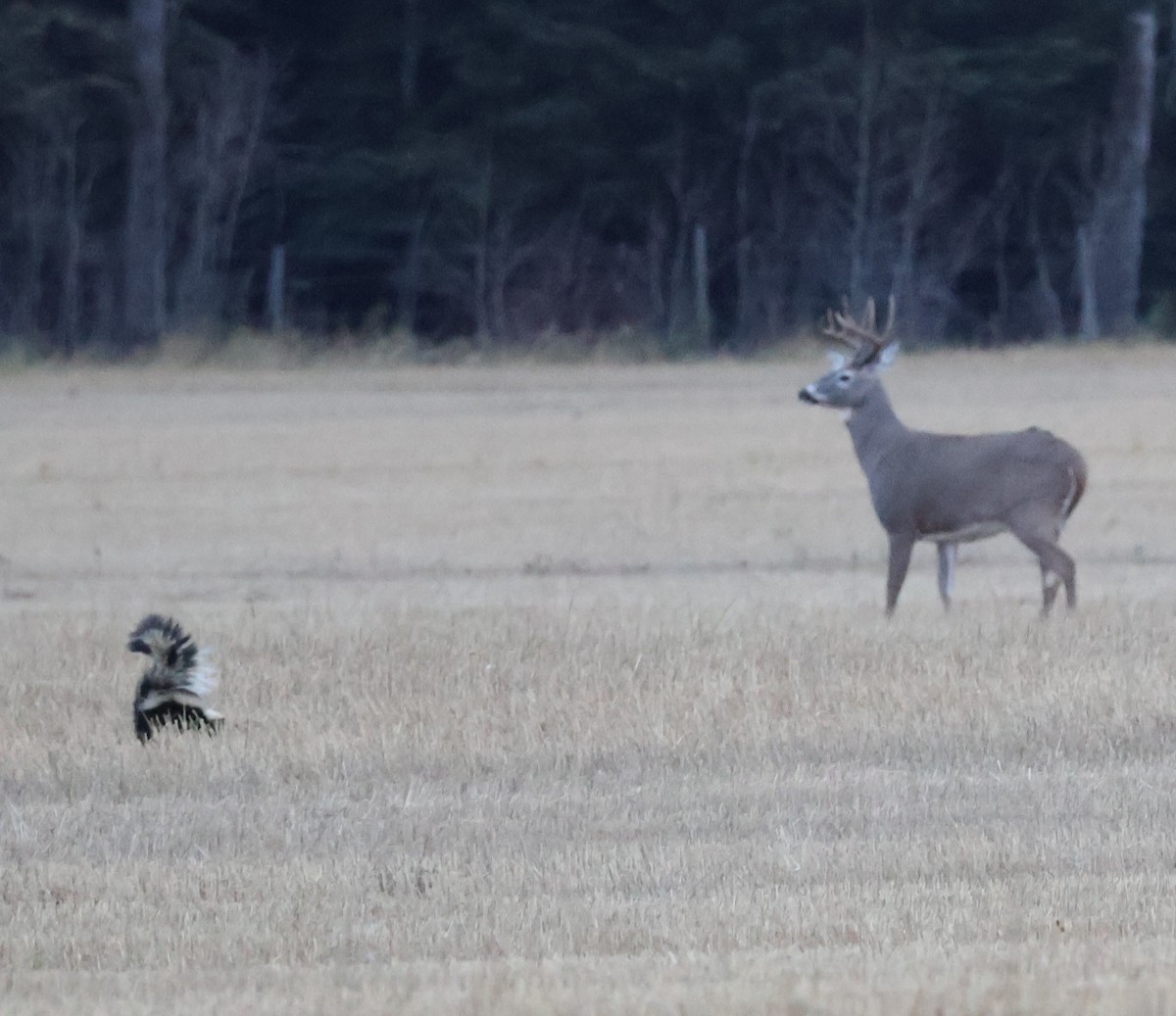 White-tailed Deer - ML644675131